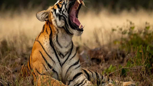 UP opens eco-tourism in core zones of tiger reserves, against NTCA directive