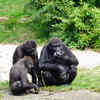 The gorilla law