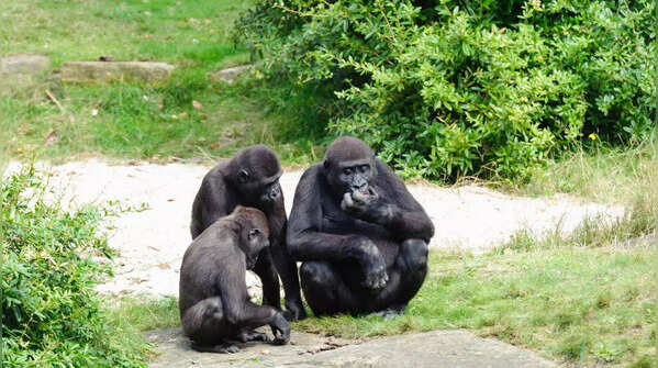 The gorilla law