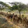 Camel parade and trading