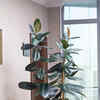 9 indoor plants that look super luxurious and expensive | Times of India