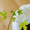 How to grow papaya in a pot in the balcony | Times of India