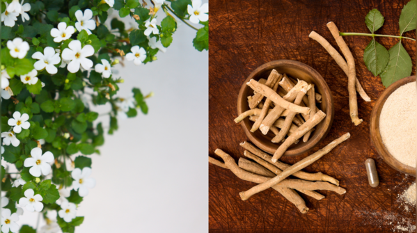 Ayurvedic herbs