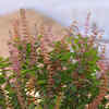 Don’t cut or prune the plant