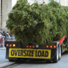 Flatbed truck delivers tree