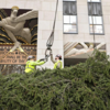 Crane hoists 74-foot Norway spurce 