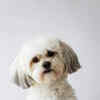 Article image for: <i class="tbold">shih tzu</i>