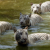 A keystone species