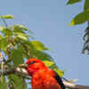 Rare bird spotted in the UK: Seen after over 40 years! | Times of