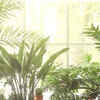 8 rich, natural fertilisers for the plants that are already in your home |  Times of India