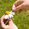 Dont pluck flowers and leaves 