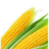 Is Corn Good for Weight Loss: Surprising Benefits Revealed