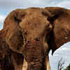 Article image for: African elephant