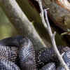 Article image for: Black swamp snake