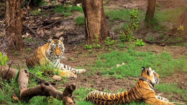 Bihar will soon get its second tiger reserve in Kaimur district