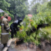 Cyclone Fengal Live: Ashoka tree fallen across road near governor's mansion