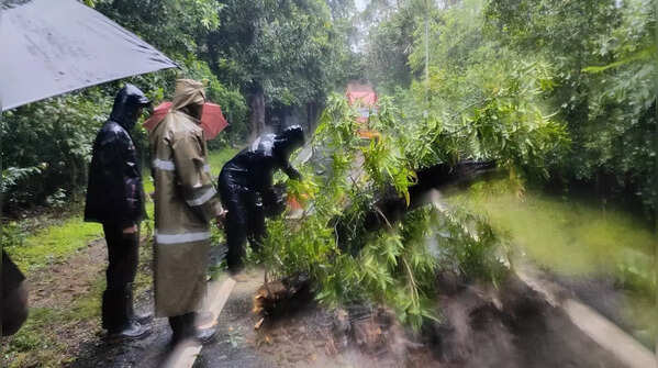 Fallen Ashoka tree cleared