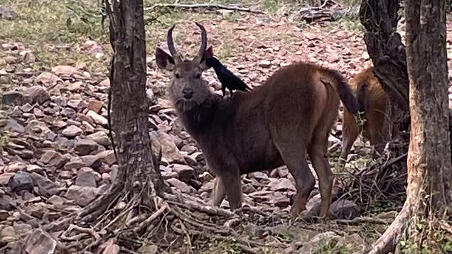 Aamaghati at Ranthambore: From wilderness to wellness