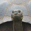 Article image for: <i class="tbold">tortoise</i>