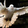Dove painting 