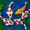 Koi fishes 