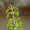 Article image for: The <i class="tbold">tulsi plant</i>