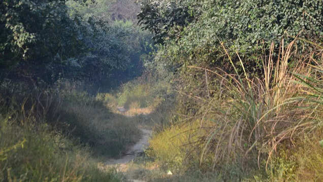 Delhi Winter Bird Count: A birder&rsquo;s perspective on nature in the urban jungle
