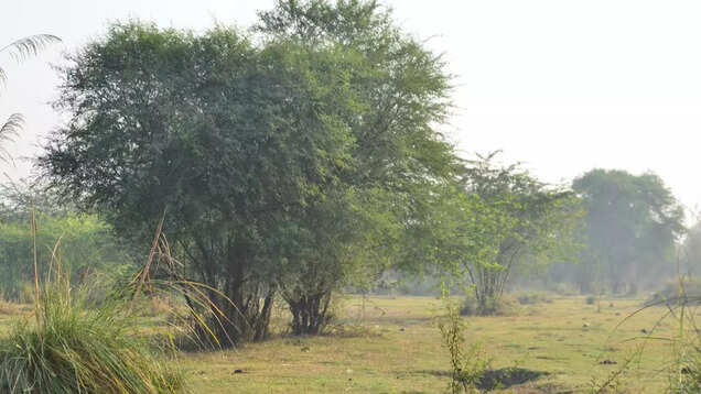 Delhi Winter Bird Count: A birder&rsquo;s perspective on nature in the urban jungle