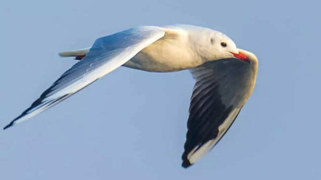 Delhi Winter Bird Count: A birder&rsquo;s perspective on nature in the urban jungle