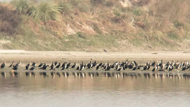 Delhi Winter Bird Count: A birder&rsquo;s perspective on nature in the urban jungle