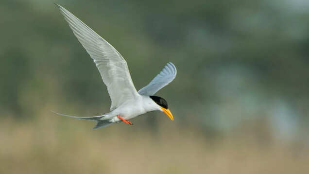 Delhi Winter Bird Count: A birder&rsquo;s perspective on nature in the urban jungle