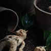 riesen-palmlilie winterhart Riesen-Palmlilie (Yucca elephantipes) kaufen main image 0
