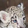 Article image for: <i class="tbold">snow leopard</i>