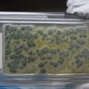 Article image for: Space bacteria study