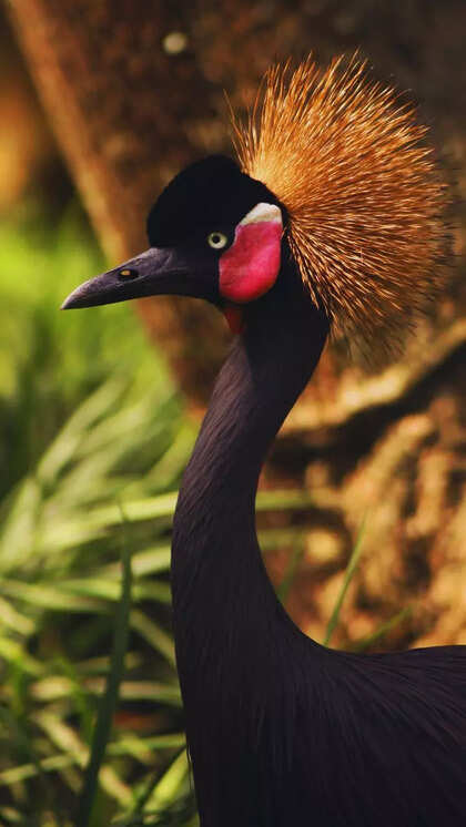 What is the Rarest Bird