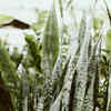 schefflera plant 'Baby Daddy' Schefflera arboricola *PICKUP ONLY*