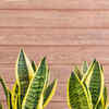 n'joy pothos N Joy Pothos - Epipremnum aureum - 4" Pot