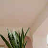 walmart succulents 4 Boho Succulent Planter Assorted Variety  mysucculentshop