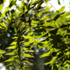 Article image for: Chewing Neem twigs for natural teeth cleaning