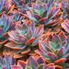 10 fastest-growing succulents for the home garden | Times of India