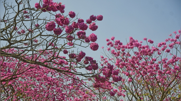A burst of color