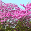 Article image for: Not <i class="tbold">cherry blossom</i>s