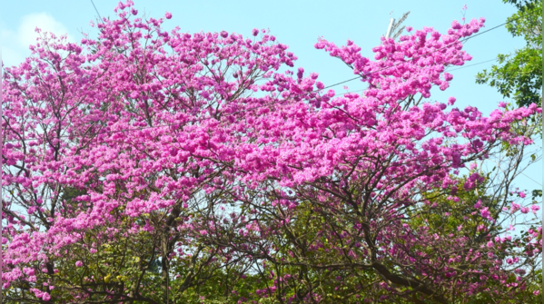Not cherry blossoms