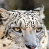 Article image for: <i class="tbold">snow leopard</i>