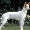 ​Kaikadi Dog