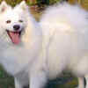 ​Indian Spitz