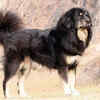 ​Gaddi Kutta