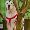 ​Indian Mastiff (Bully Kutta)