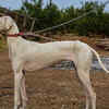 ​Mudhol Hound
