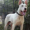 ​Gull Terrier